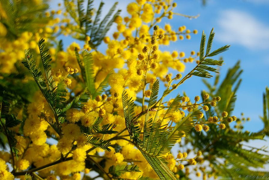 Le mimose accendono l’inverno a Saint-Aygulf