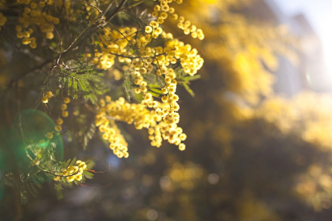 Le mimose accendono l'inverno a Saint-Aygulf