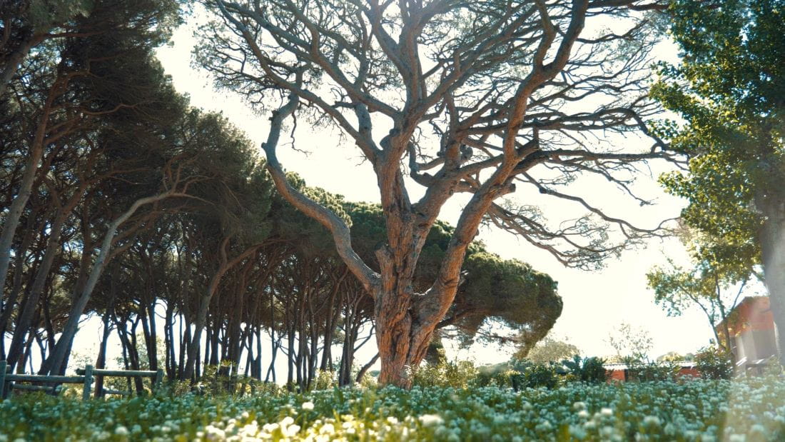 Il campeggio**** Saint Aygulf Plage apre le sue porte sabato 5 aprile