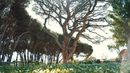 image Il campeggio**** Saint Aygulf Plage apre le sue porte sabato 5 aprile