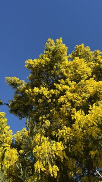 Febbraio a Saint-Aygulf: quando l’inverno si tinge di oro