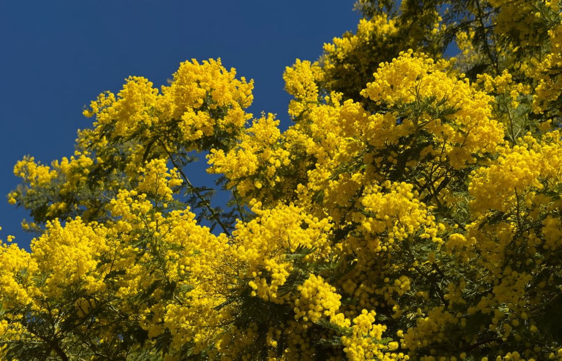 Febbraio a Saint-Aygulf: quando l'inverno si tinge di oro