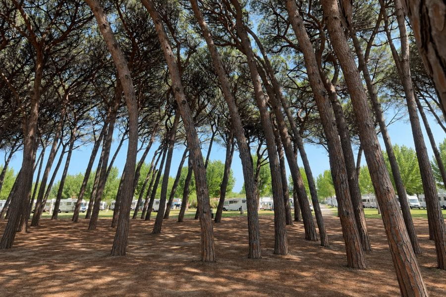 La pineta torna a rivivere